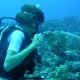 58- La tortue se jette sur le corail 